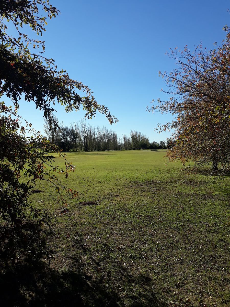 Recorrido de la cancha de golf visto entre las ramas de los árboles